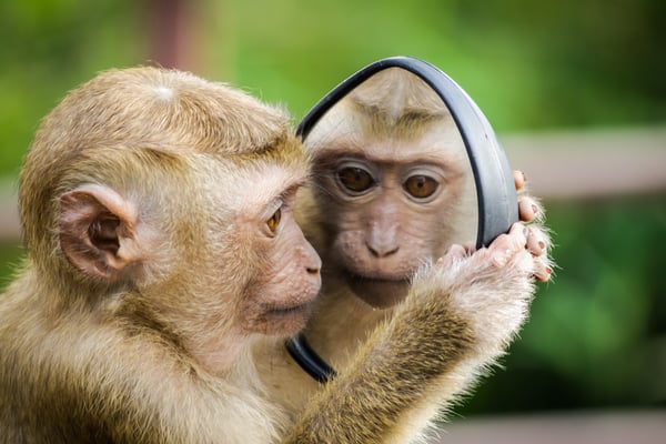 monkey-looking-in-mirror